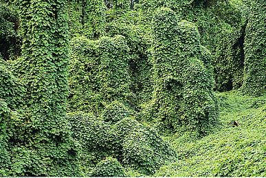 《天堂岛杀手》工作室全新力作《达愿福神社》官宣将于4月10日正式发售！